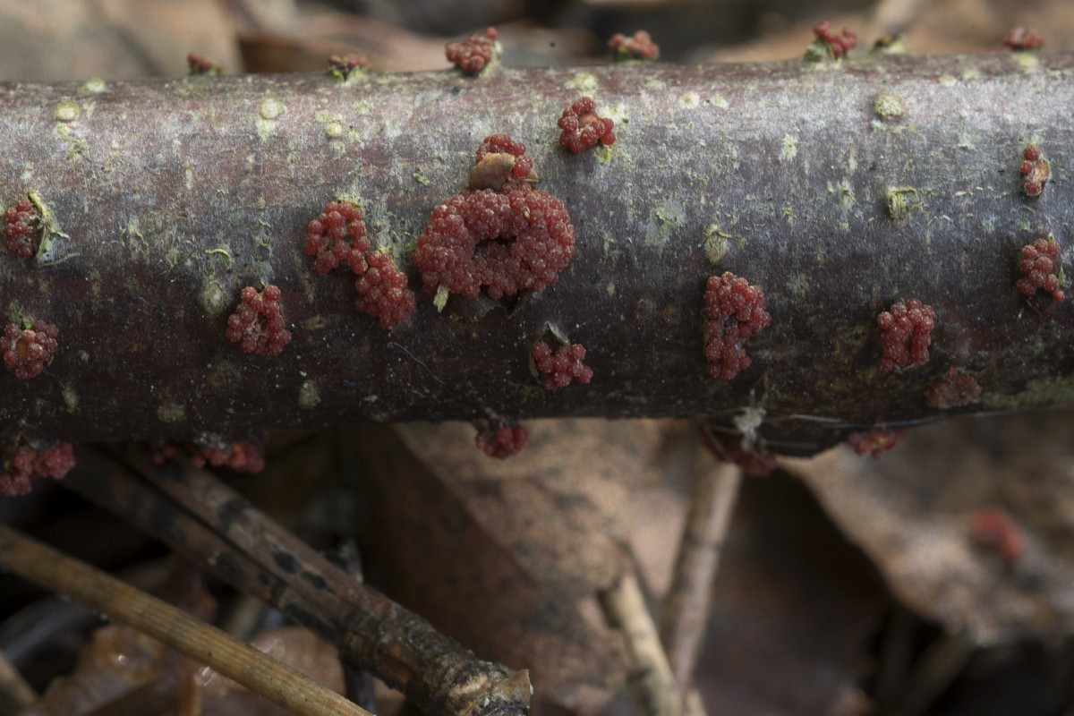 nectria-cinnabarina-coral-spot